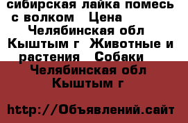 сибирская лайка помесь с волком › Цена ­ 2 000 - Челябинская обл., Кыштым г. Животные и растения » Собаки   . Челябинская обл.,Кыштым г.